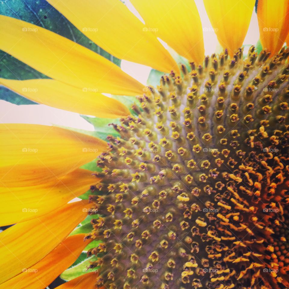 Sunflower. Macro Sunflower 