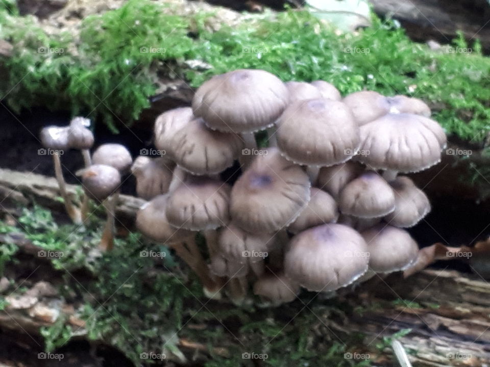 Toadstools On A Log