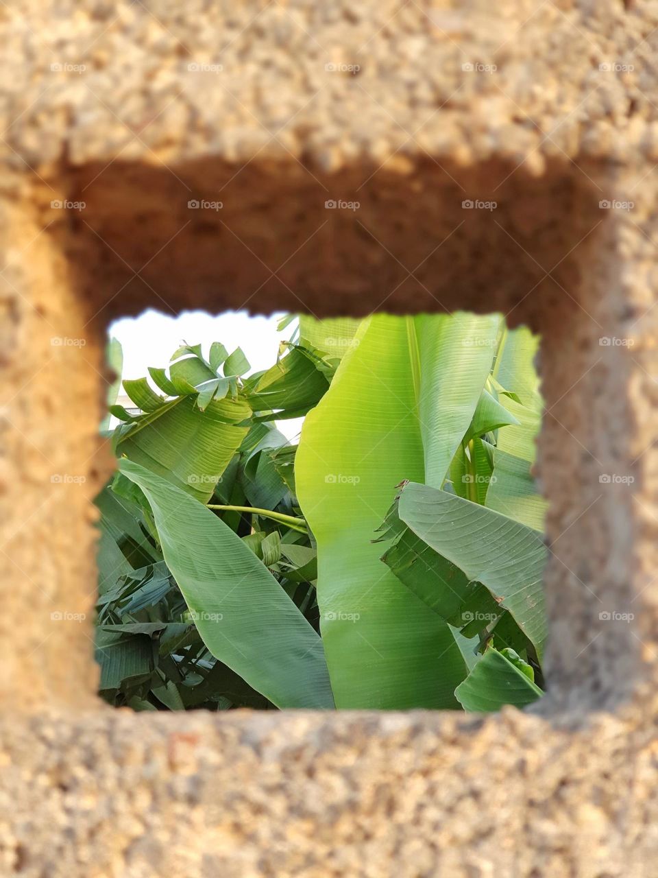 rectangle  - to see a banana plantation through a square wall opening