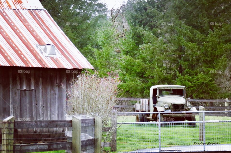 A Old Historic Military Truck In A Field Next To An Old Historic Barn. 1940s? 