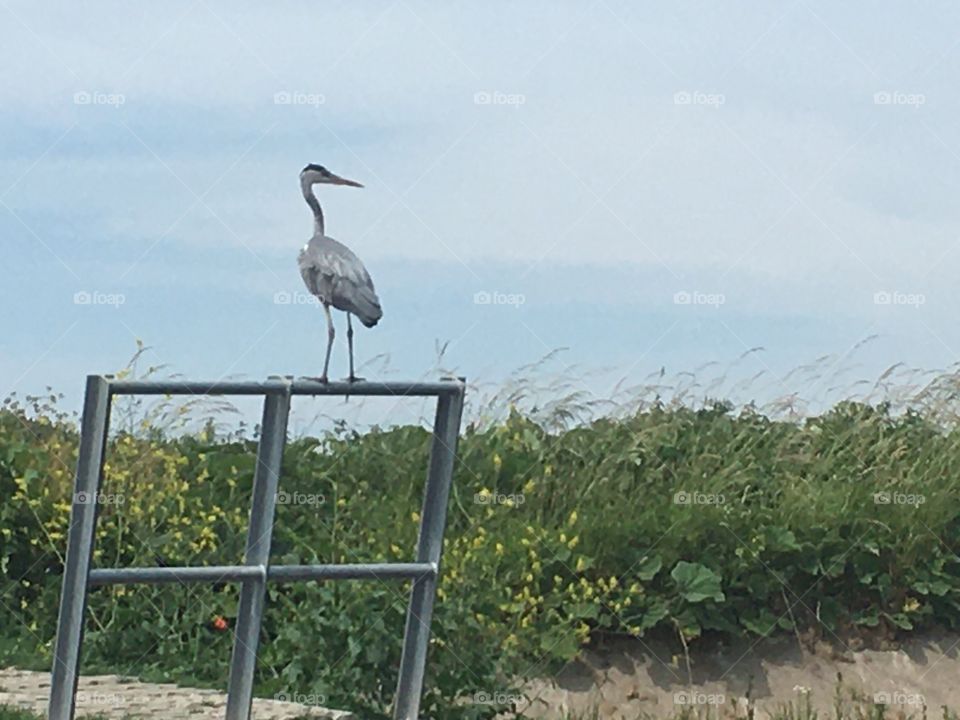 A heron on the fence along the water