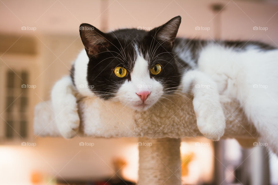 Black and White Cat with Gold Eyes Relaxing