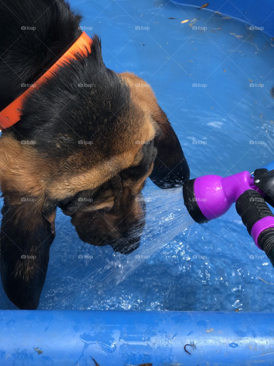 Pup in pool