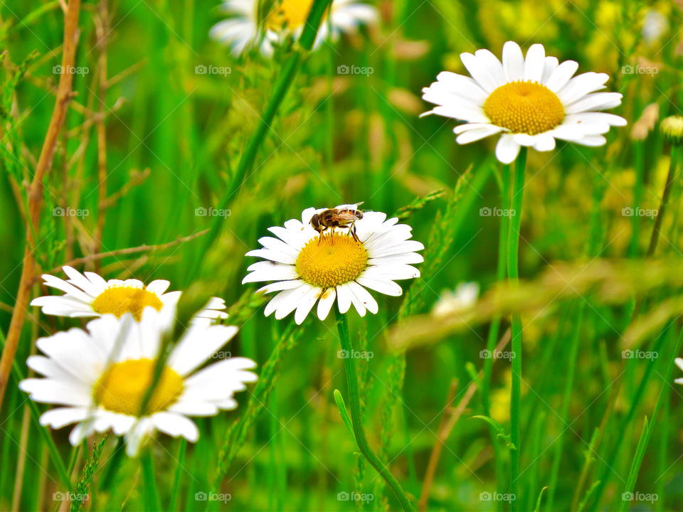 Bee and daisies