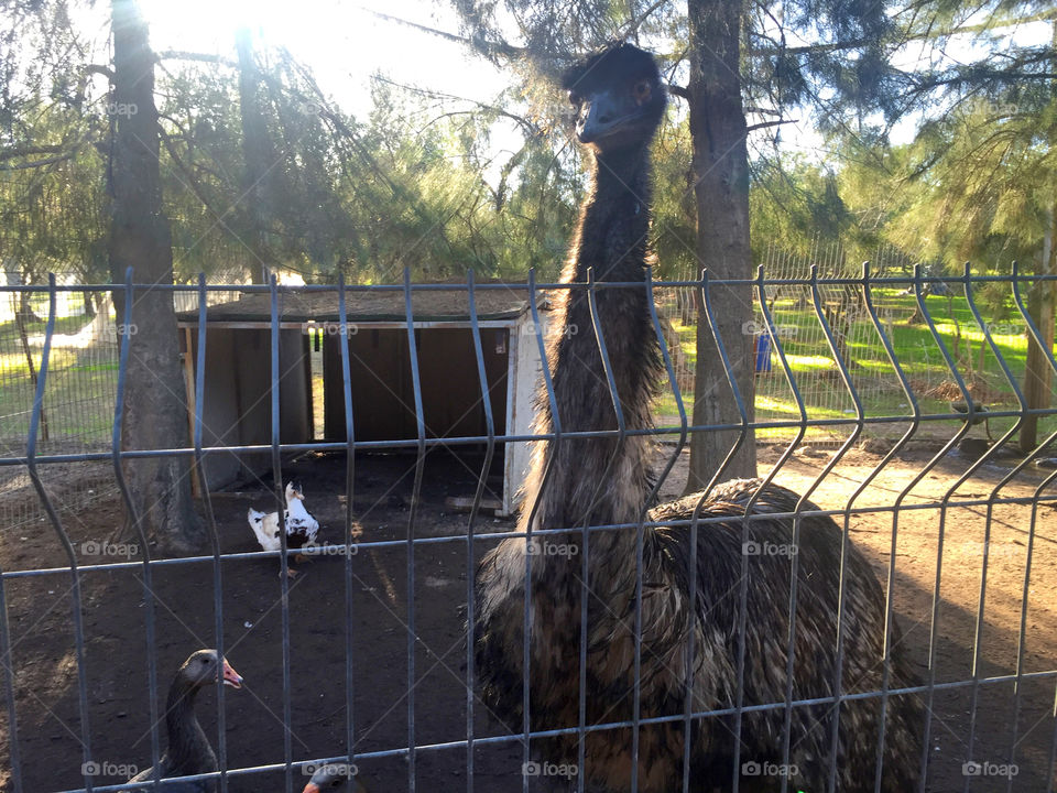 Tree, Fence, No Person, Mammal, Bird