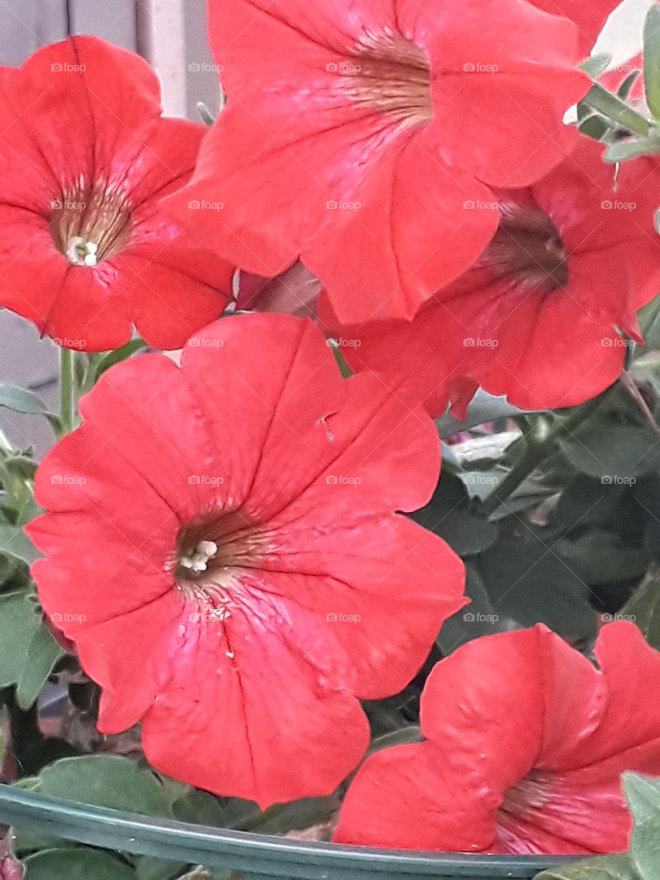 red flowers