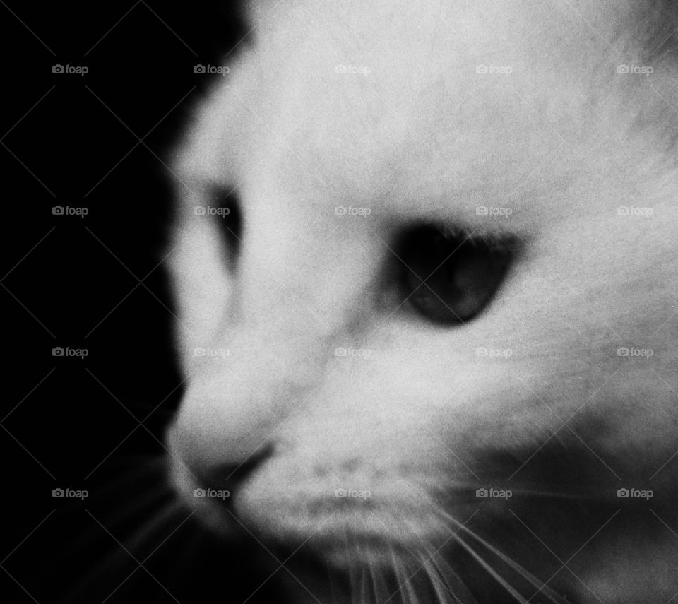 Furry White. Furry White