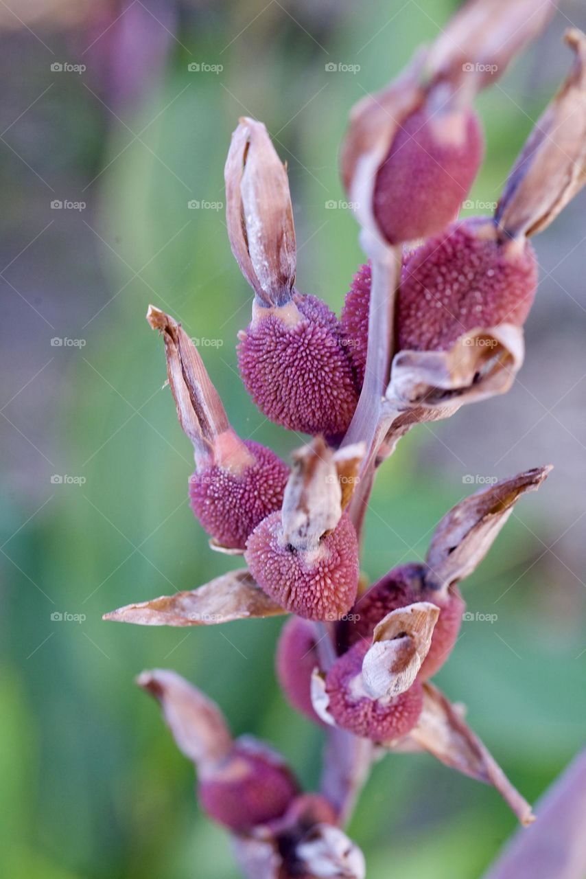 Exotic bixacea