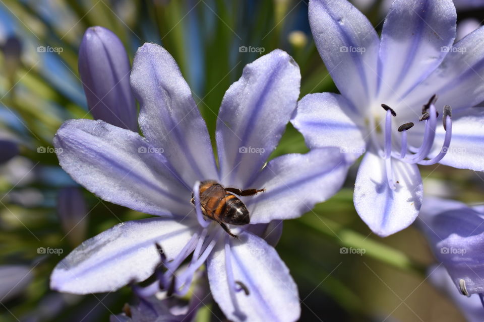 Purple Lily 