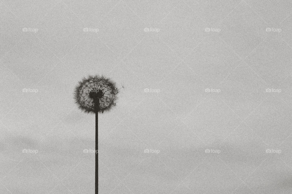 DANDELION