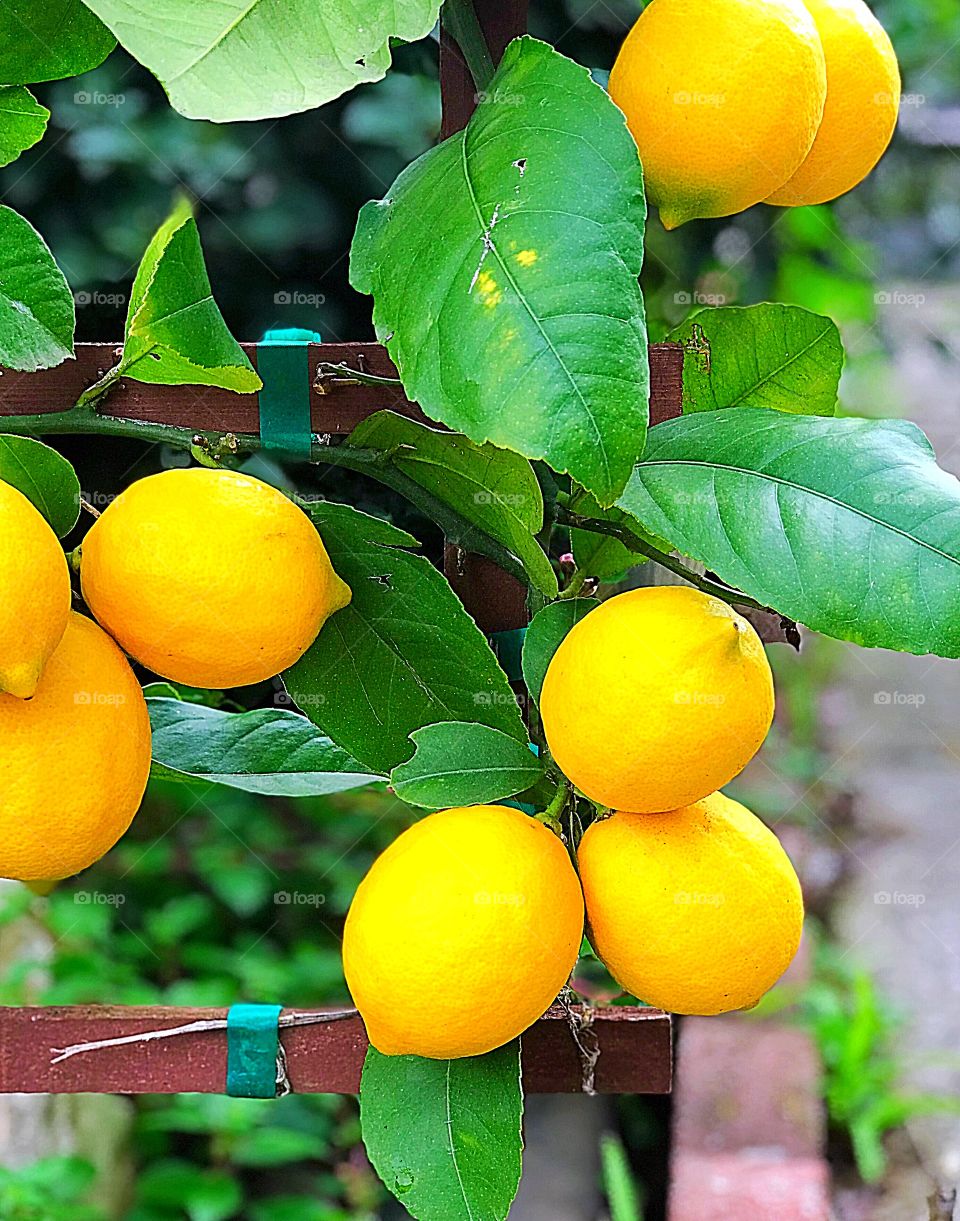 Lemon 