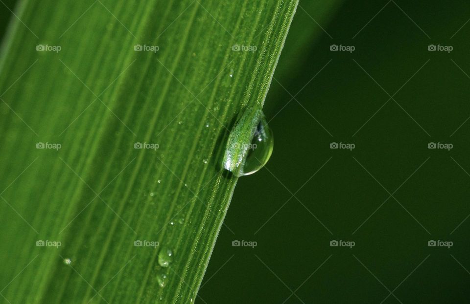 Raindrop on green leaf closeup 