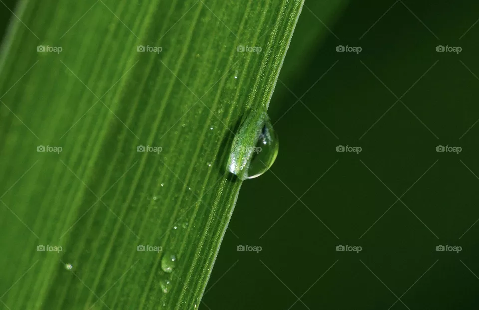 Raindrop on green leaf closeup 