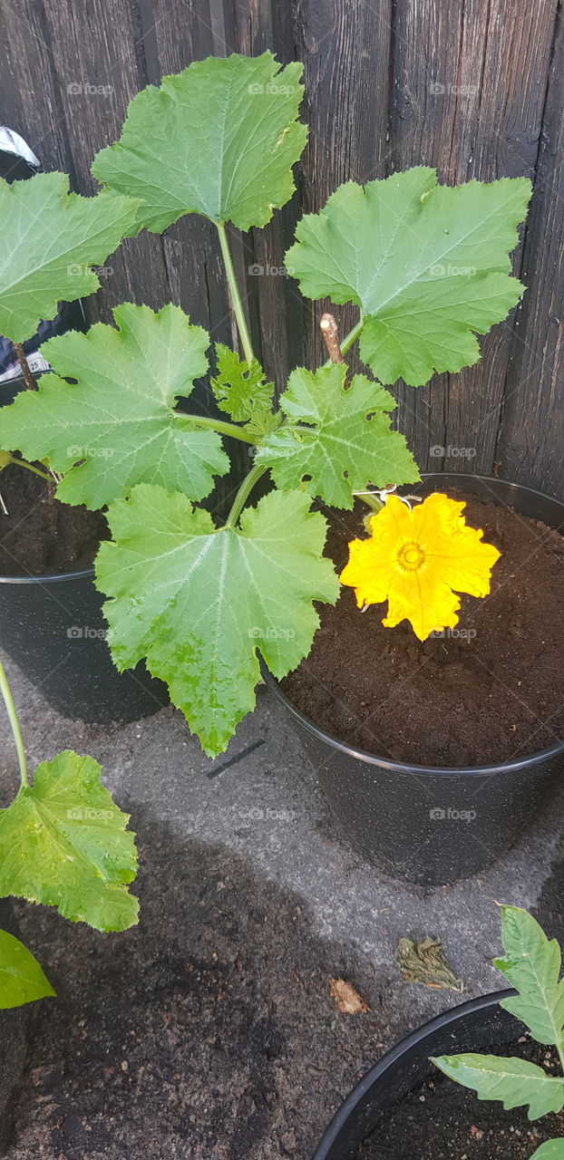 zucchini flower