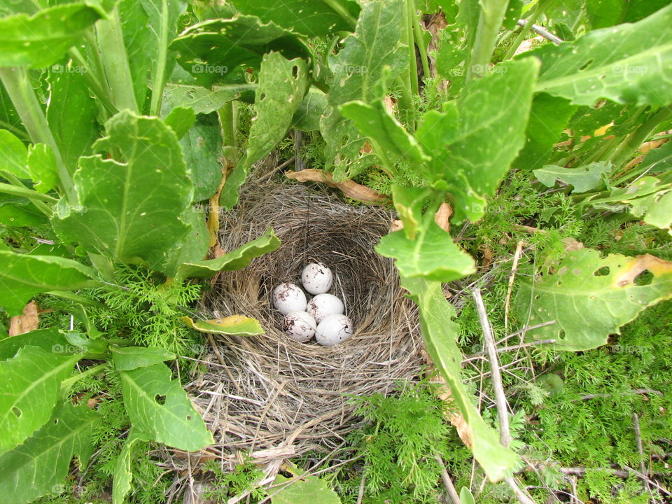 Bird nest in Riverside County California 
