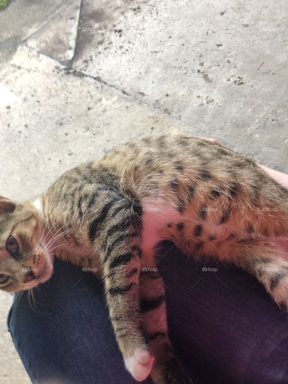 My cat relying too much on my arm to lay on my lap