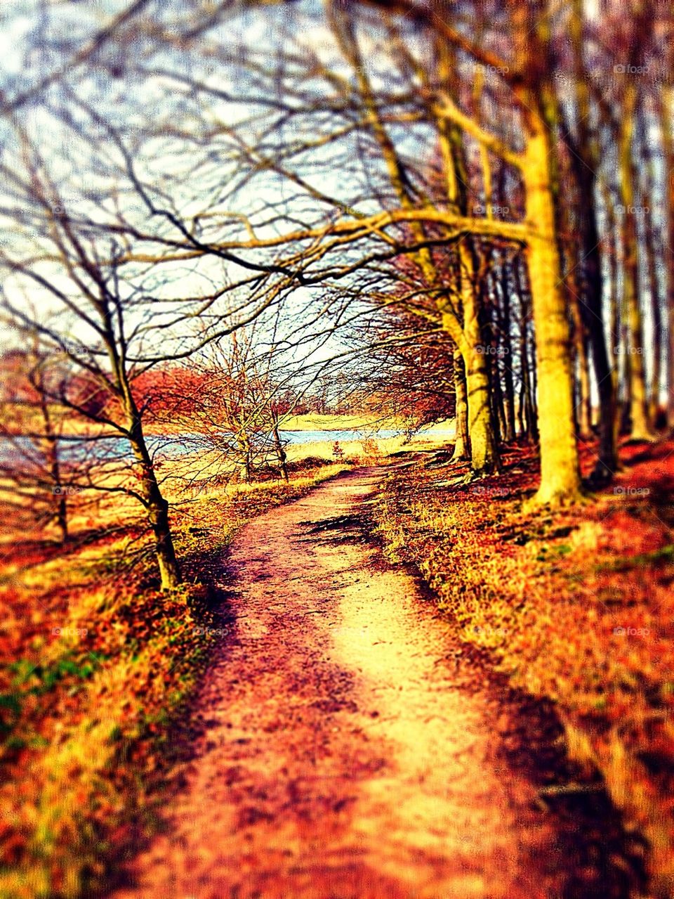 The Autumn Path