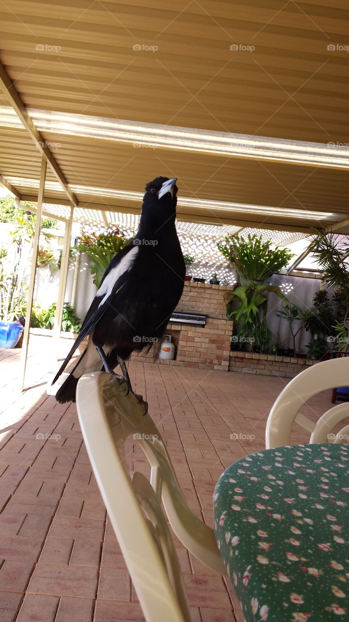 magpie visit