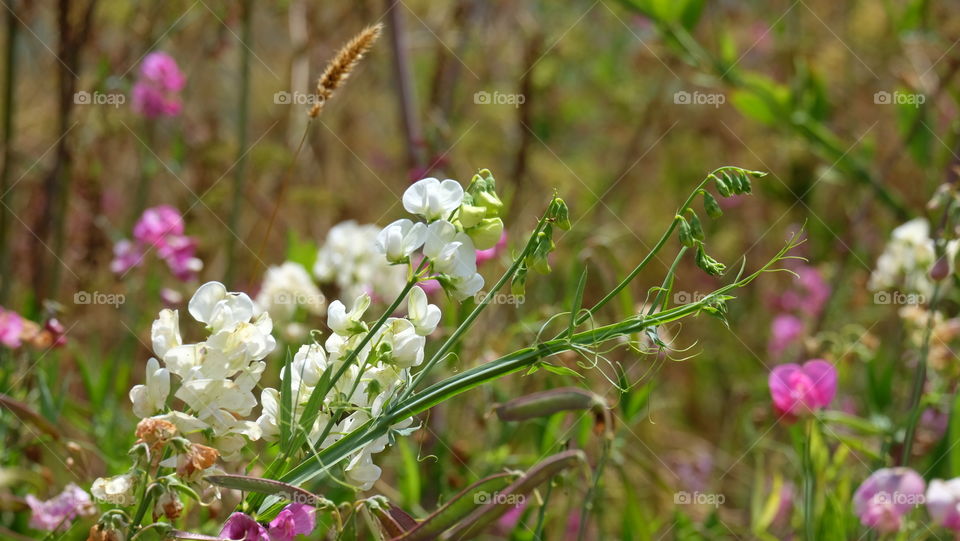 Sweet pea flowers and tendrils