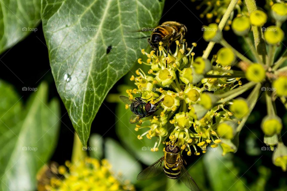 Ivy and insects