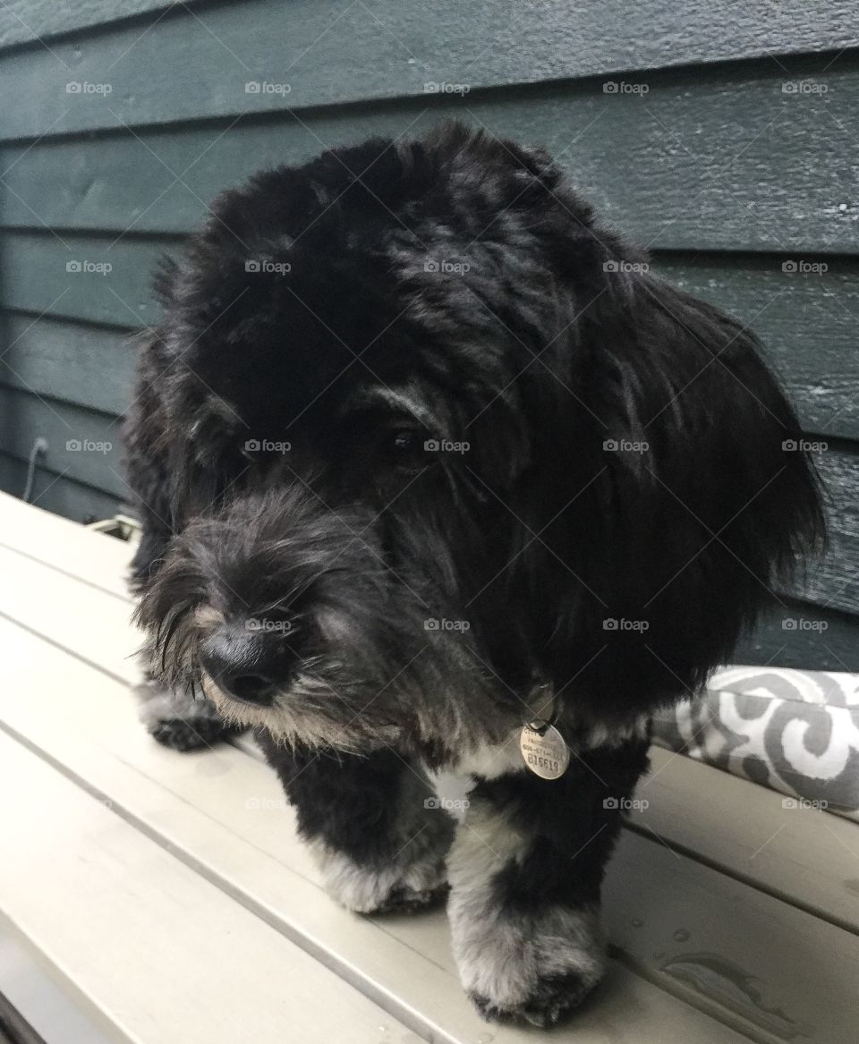 Havanese puppy chasing a buzzing wasp up onto a bench