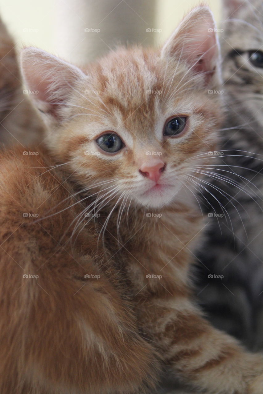 Cat, Cute, Kitten, Animal, Fur