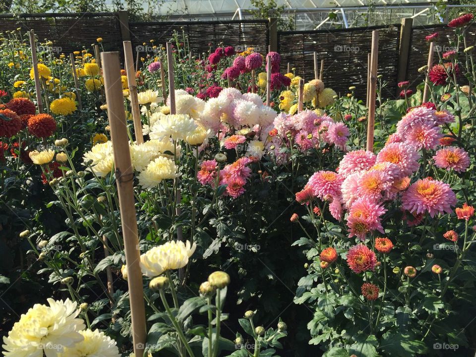 The dahlia patch in the vegetable garden