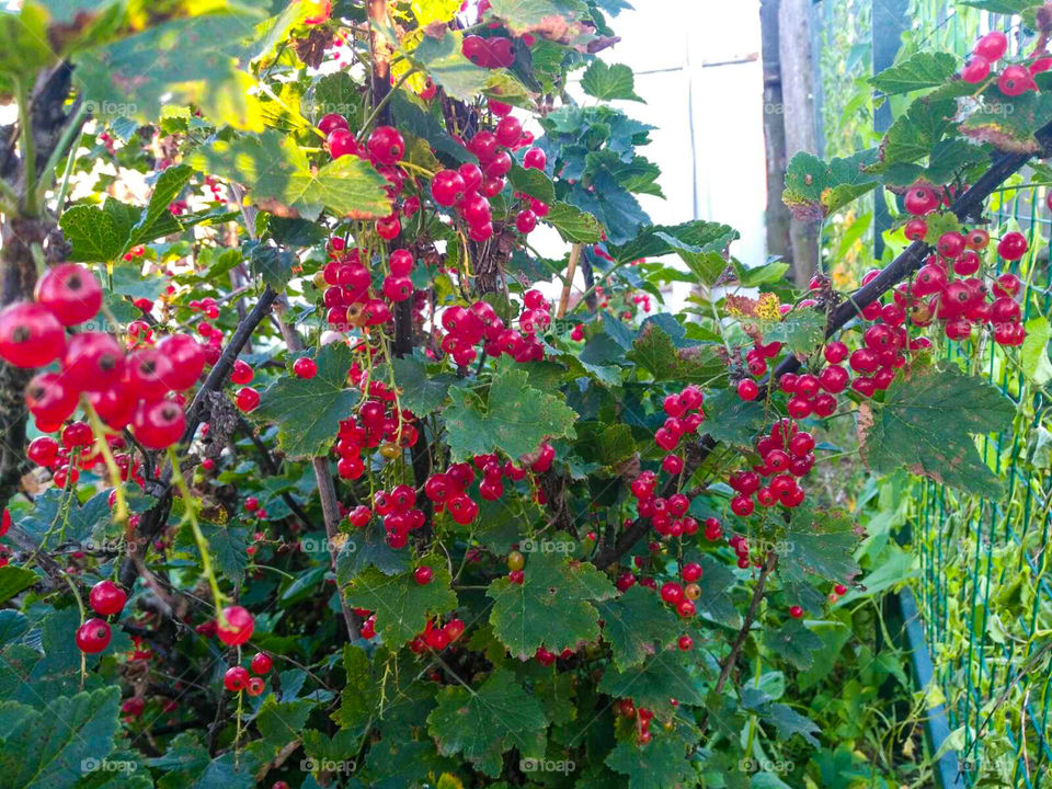 Красная смородина