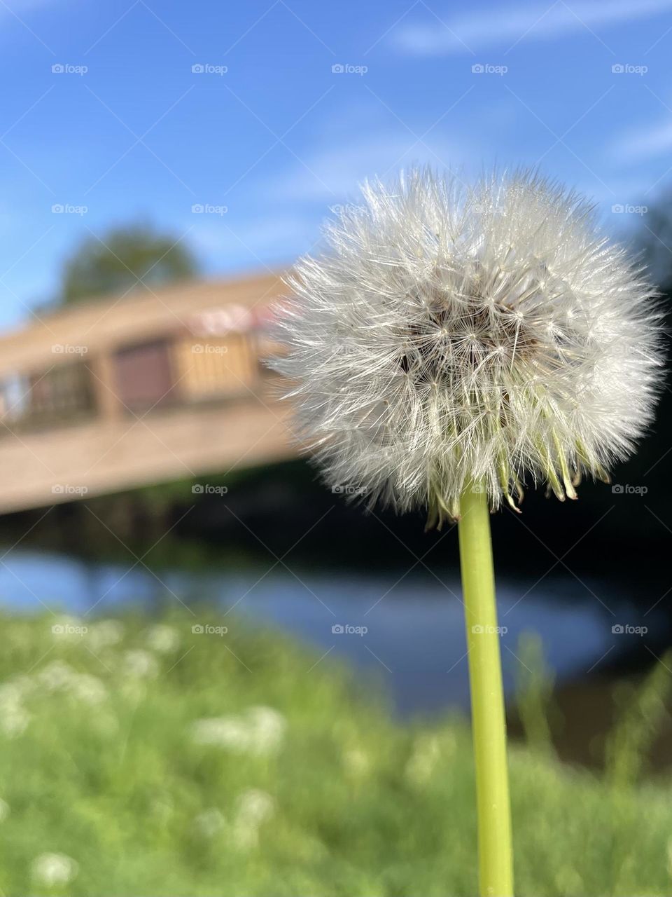 Dandelion 