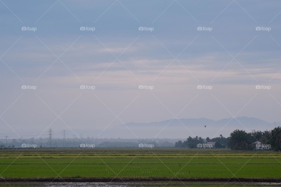 Paddy field