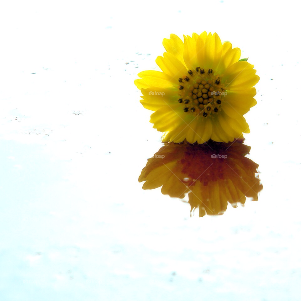 flowers yellow nature flower by javiercorrea15