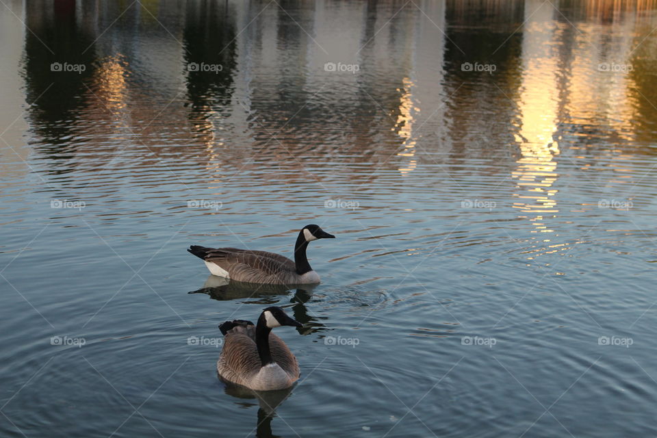 A pair of Canada geese  