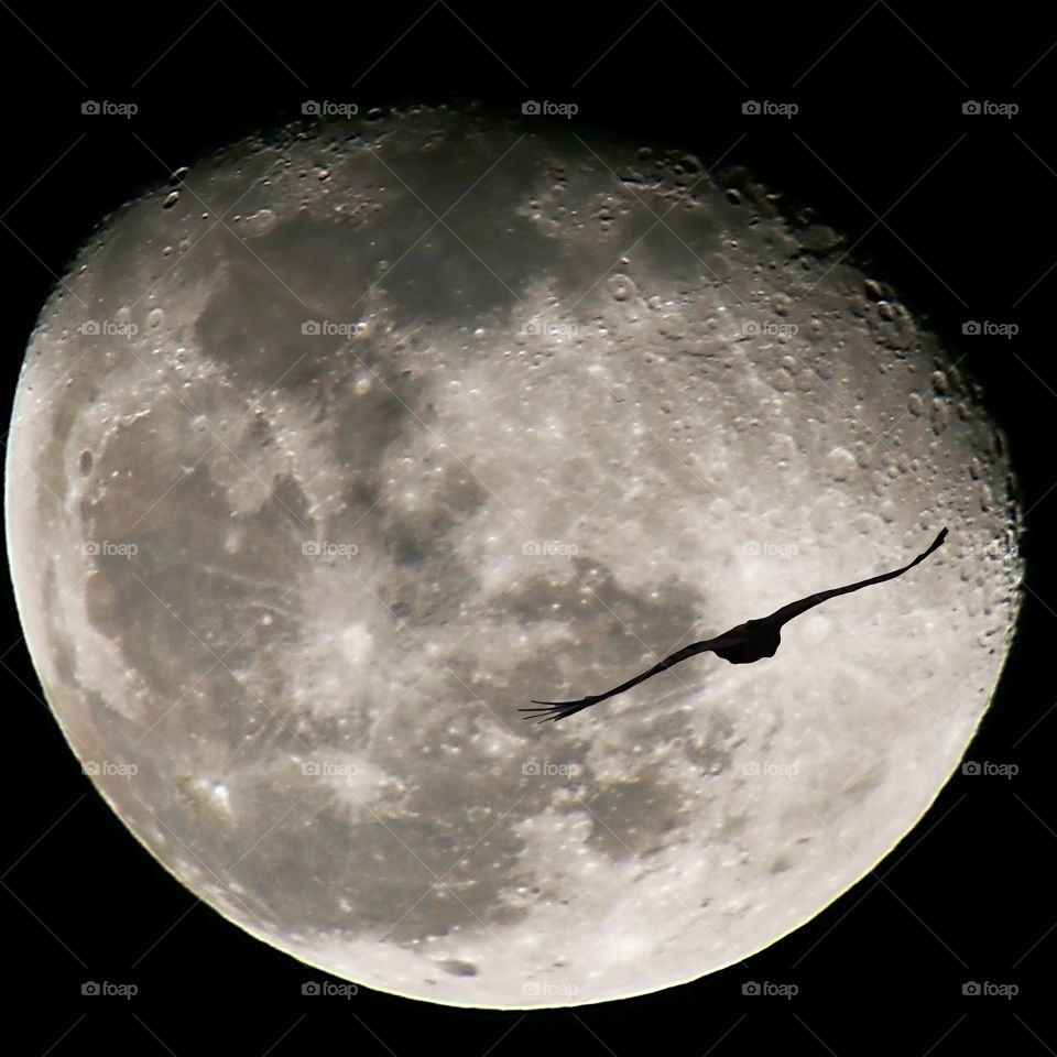 Big moon with night bird flying