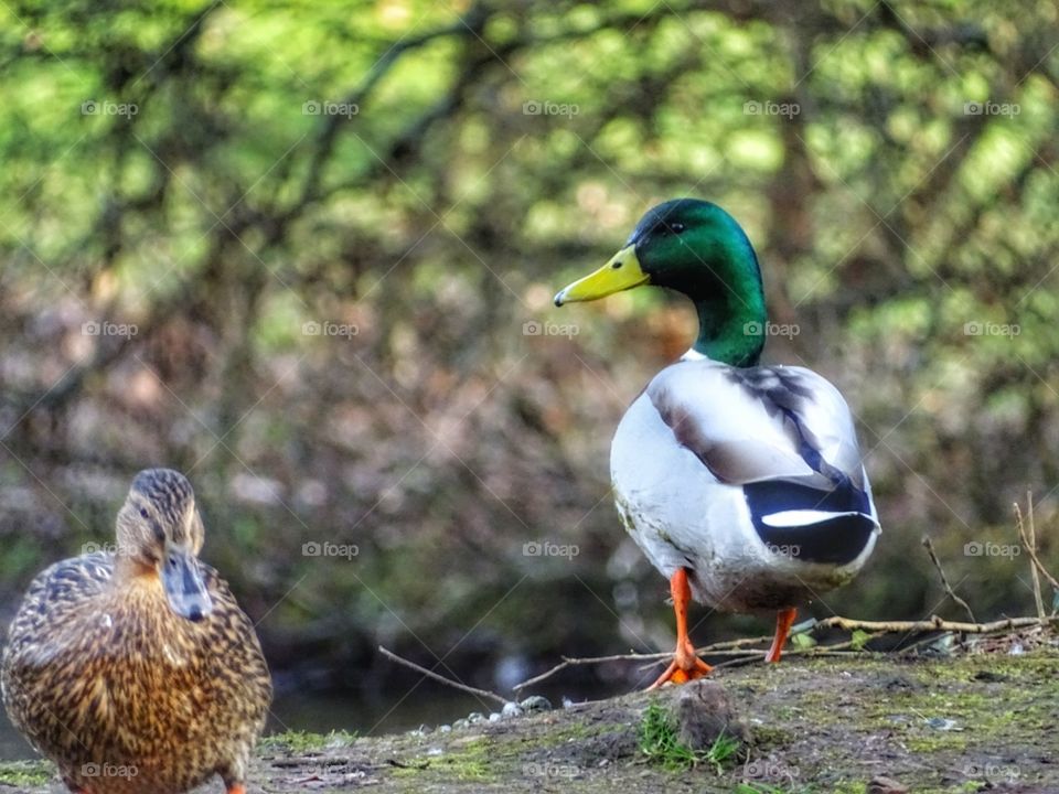 ducks looking for food