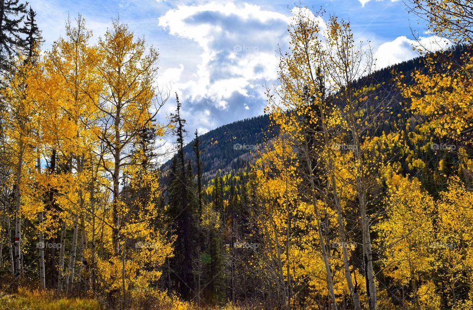 Bright yellow fall leaves contrast the dark mountain in the background providing a colorful example of the fall season