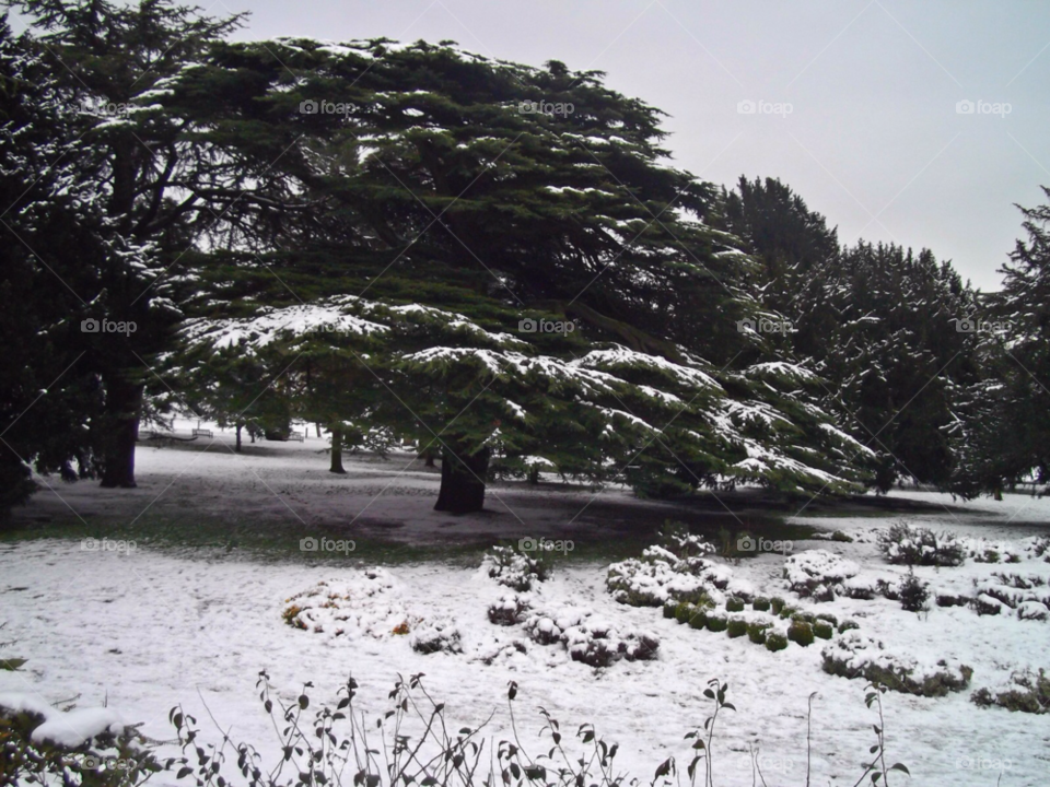 snow tree cold grey sky by tommygirl-uk