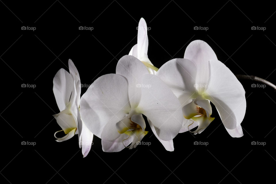 White orchids on dark background