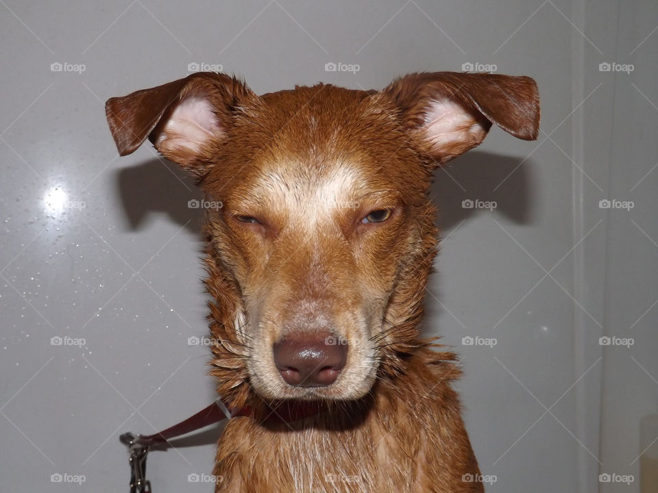 Dog Giving Stink Eye During Bath. I took this photo of a sweet dog during his bath. He was ready for it to be over.