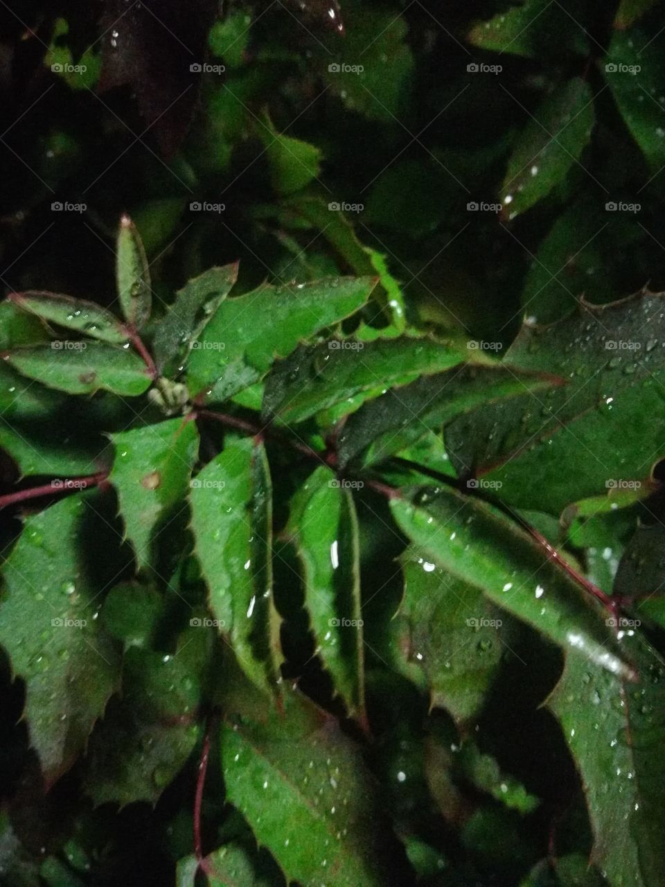 Strauch Pflanze grün Blatt Regen Herbst dunkel