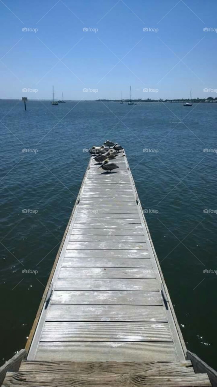 pelicans on the dock