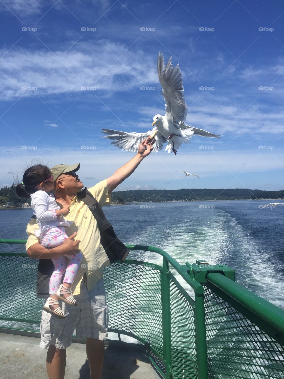 Bird feeding. Ferry ride to Seattle, WA