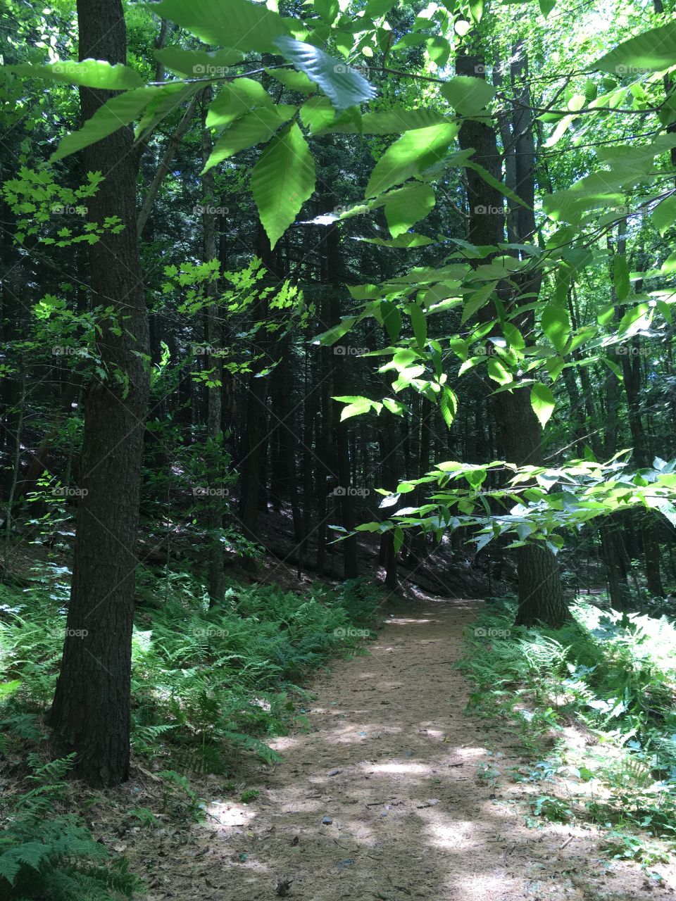Dark forest path