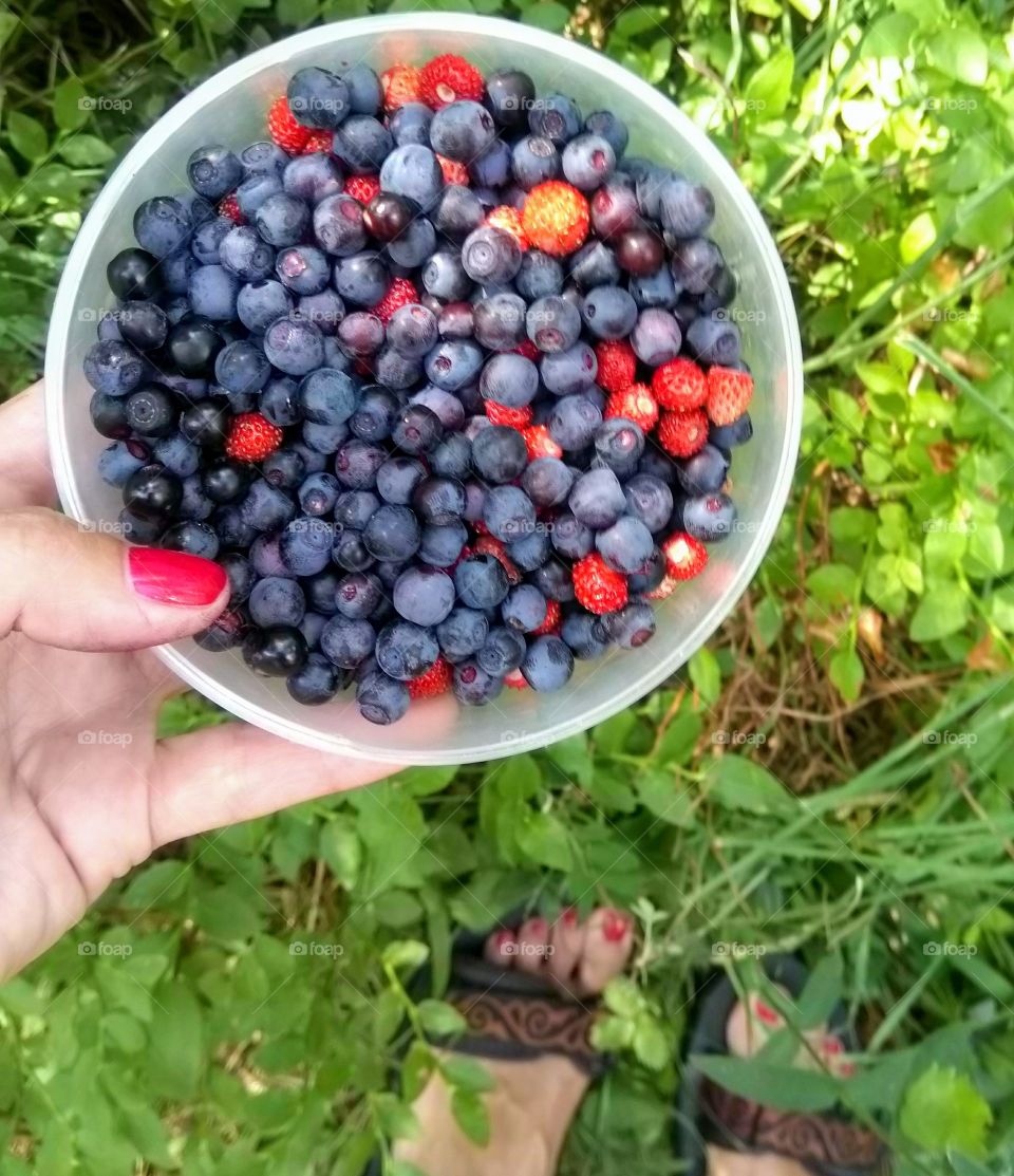 blueberries with wild strawberries in the hands collection in the forest