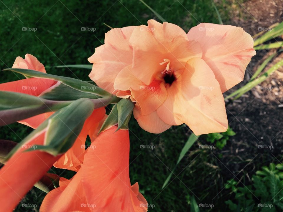 Peach gladiolus 
