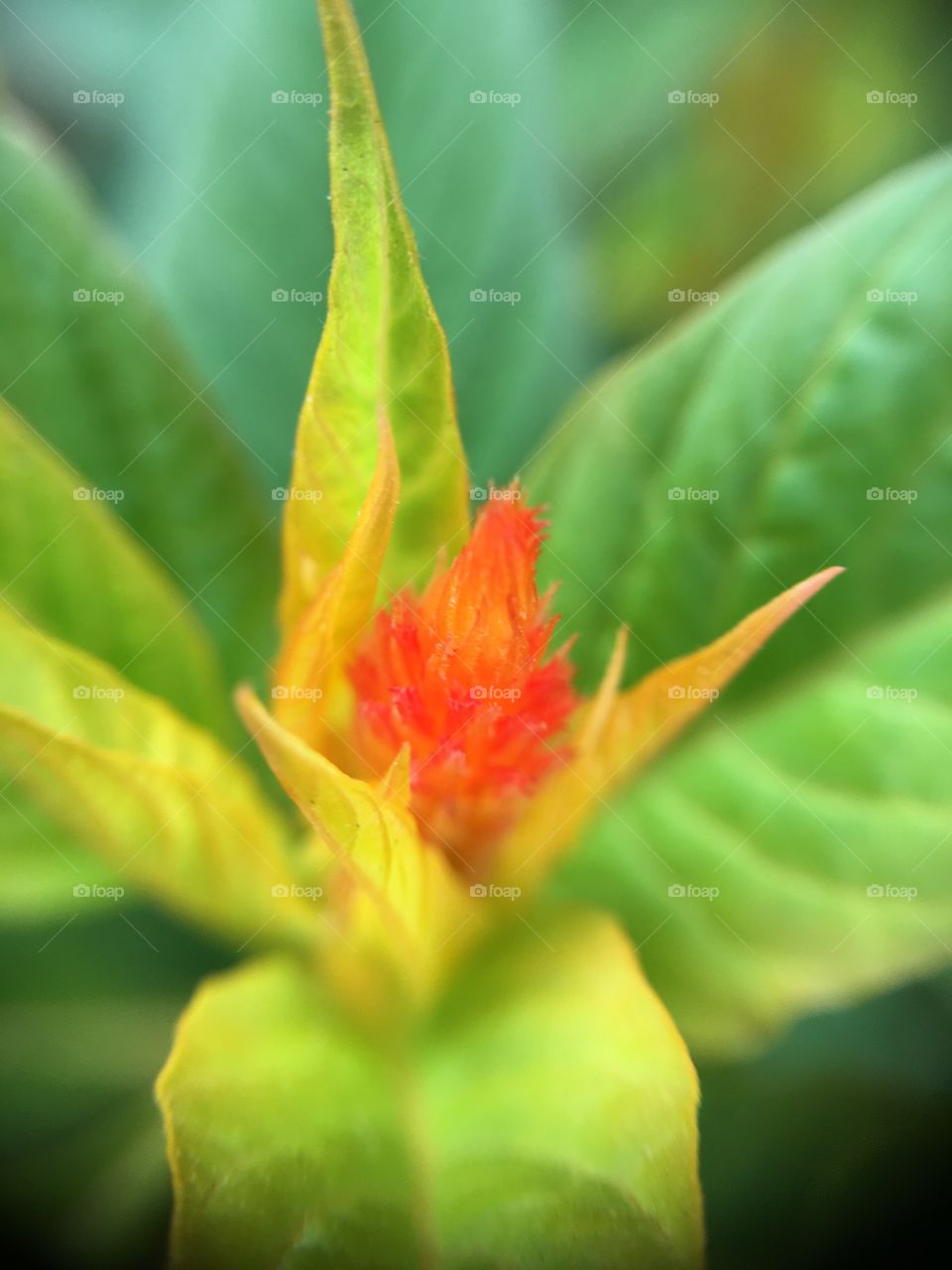 Red fuzzy flower