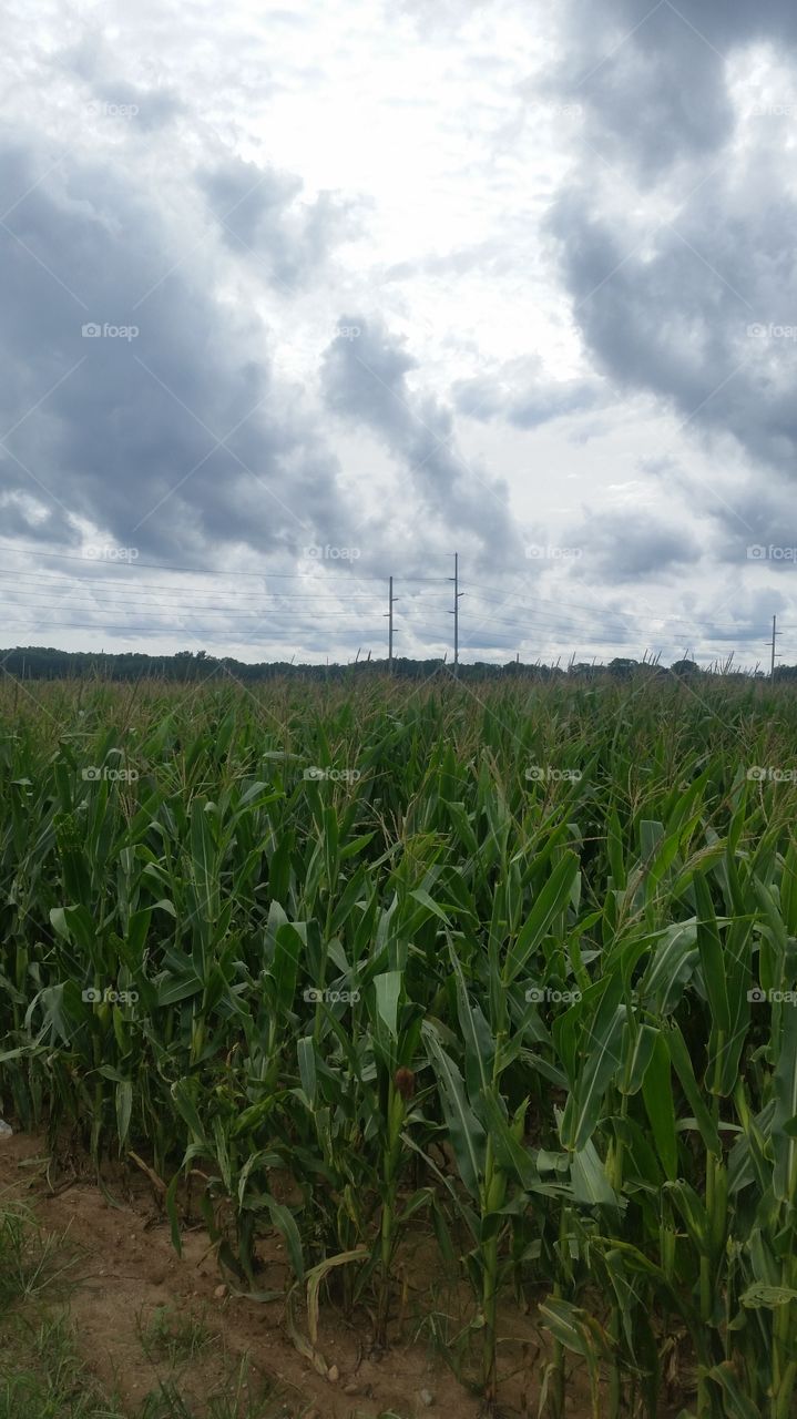 Morning , corn field 