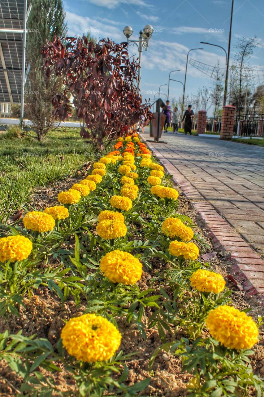 even rows of marigolds in a flower bed by the sidewalk