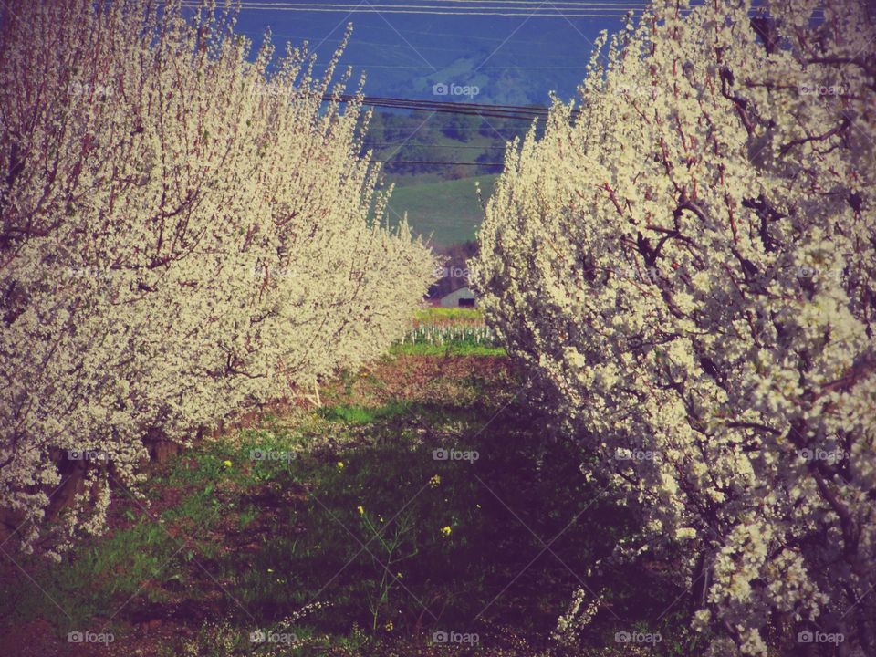 Tree, No Person, Landscape, Nature, Outdoors
