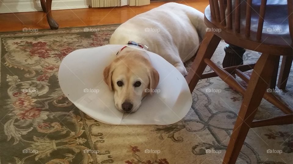 Cone of Shame