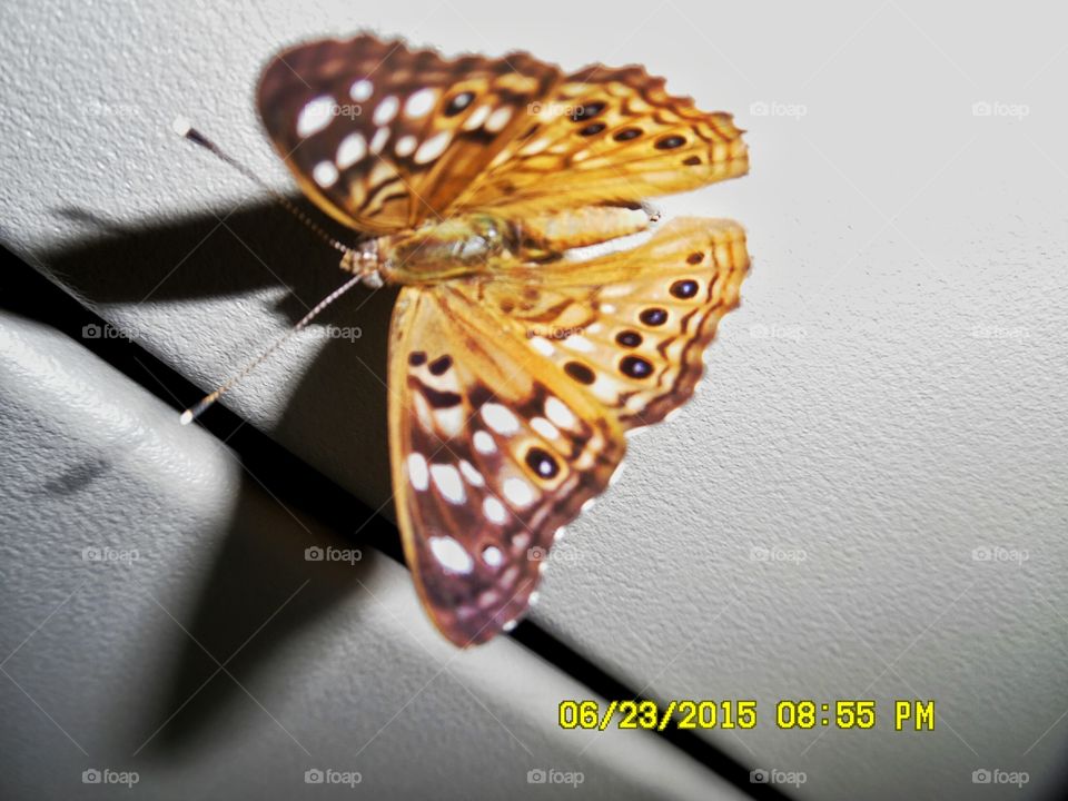butterfly on the ceiling. This is a picture of a butterfly that was hanging upside down from the ceiling. I think I blinded him with the flash